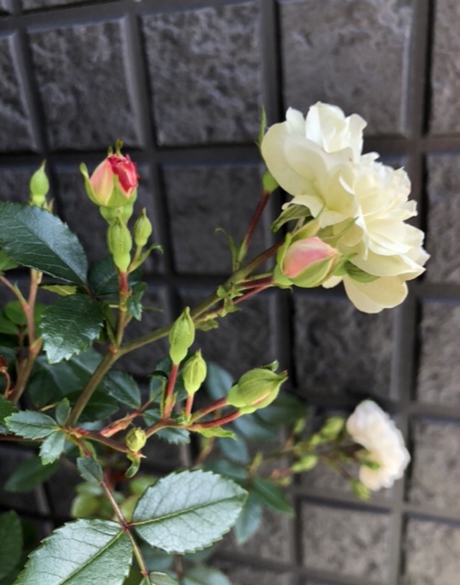 f:id:christmas_rose_2019:20210527094917j:plain