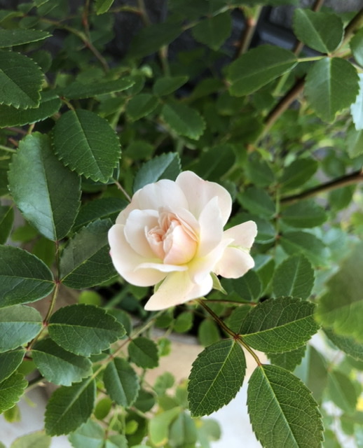 f:id:christmas_rose_2019:20210527095156j:plain