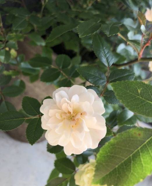 f:id:christmas_rose_2019:20210527095210j:plain