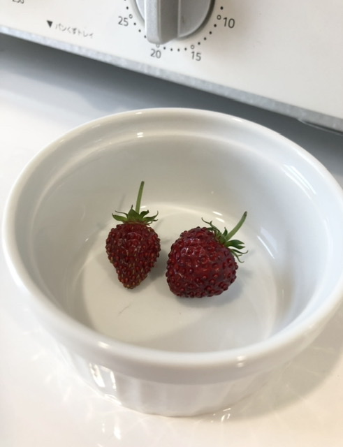 f:id:christmas_rose_2019:20210530145911j:plain