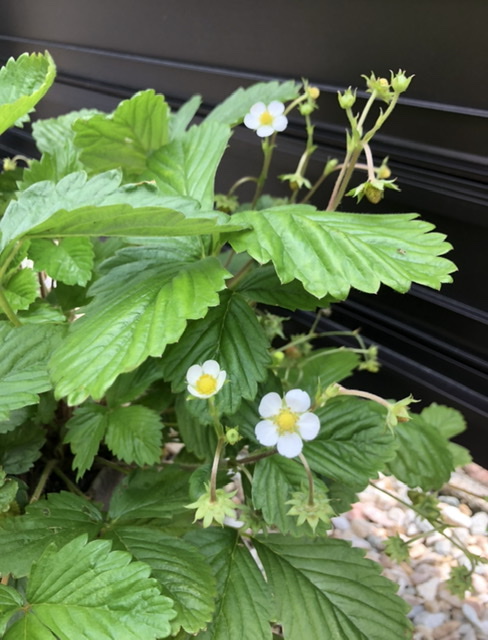 f:id:christmas_rose_2019:20210530150604j:plain
