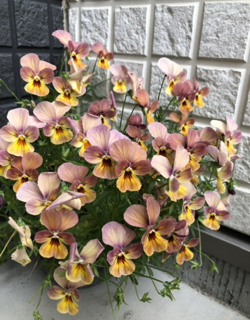 f:id:christmas_rose_2019:20210531114601j:plain