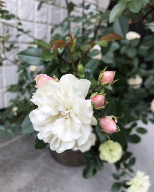 f:id:christmas_rose_2019:20210601165226j:plain