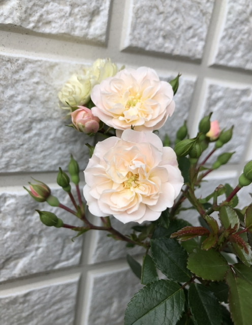 f:id:christmas_rose_2019:20210601165256j:plain