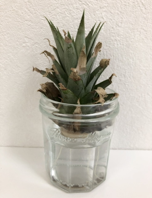 f:id:christmas_rose_2019:20210601173012j:plain