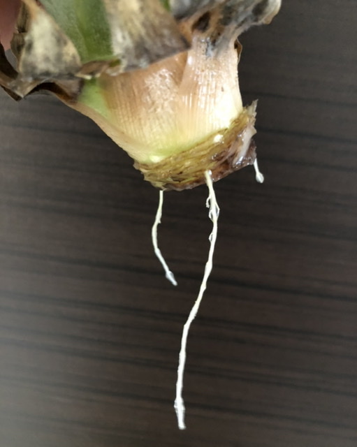 f:id:christmas_rose_2019:20210601173205j:plain