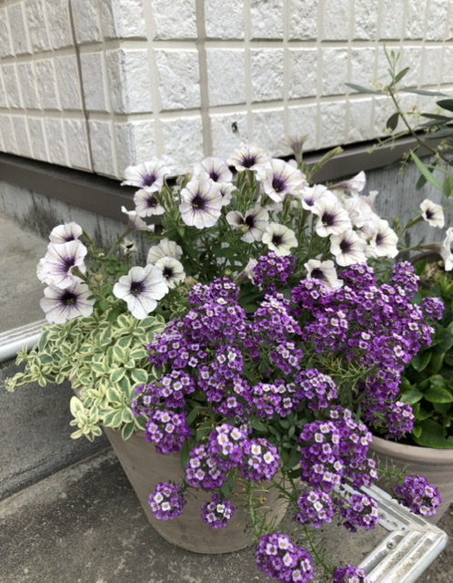 f:id:christmas_rose_2019:20210608180330j:plain