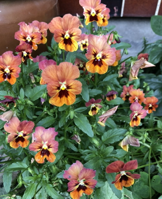 f:id:christmas_rose_2019:20210609143223j:plain