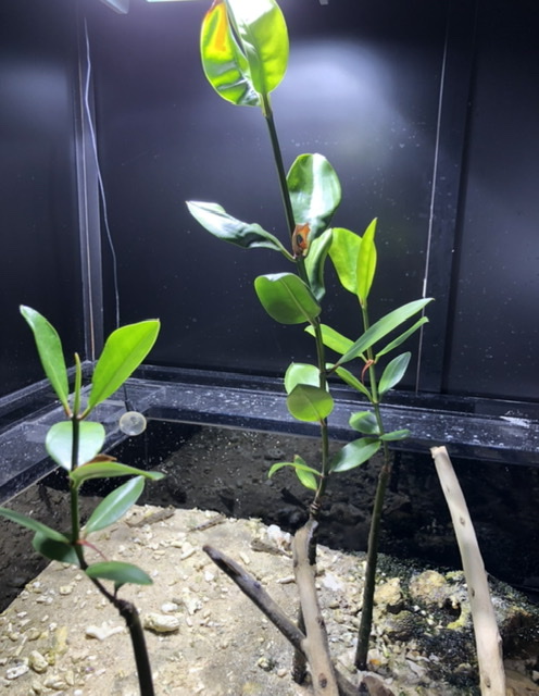 f:id:christmas_rose_2019:20210609143721j:plain