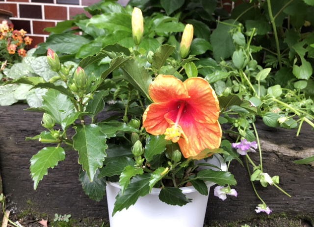 f:id:christmas_rose_2019:20210613215541j:plain