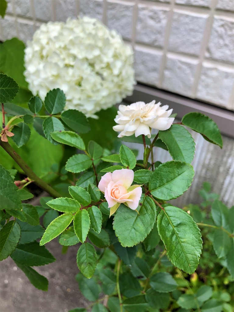 f:id:christmas_rose_2019:20210622173652j:plain