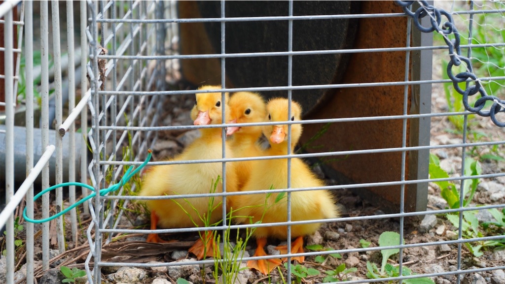 f:id:christmas_rose_2019:20210725145049j:plain