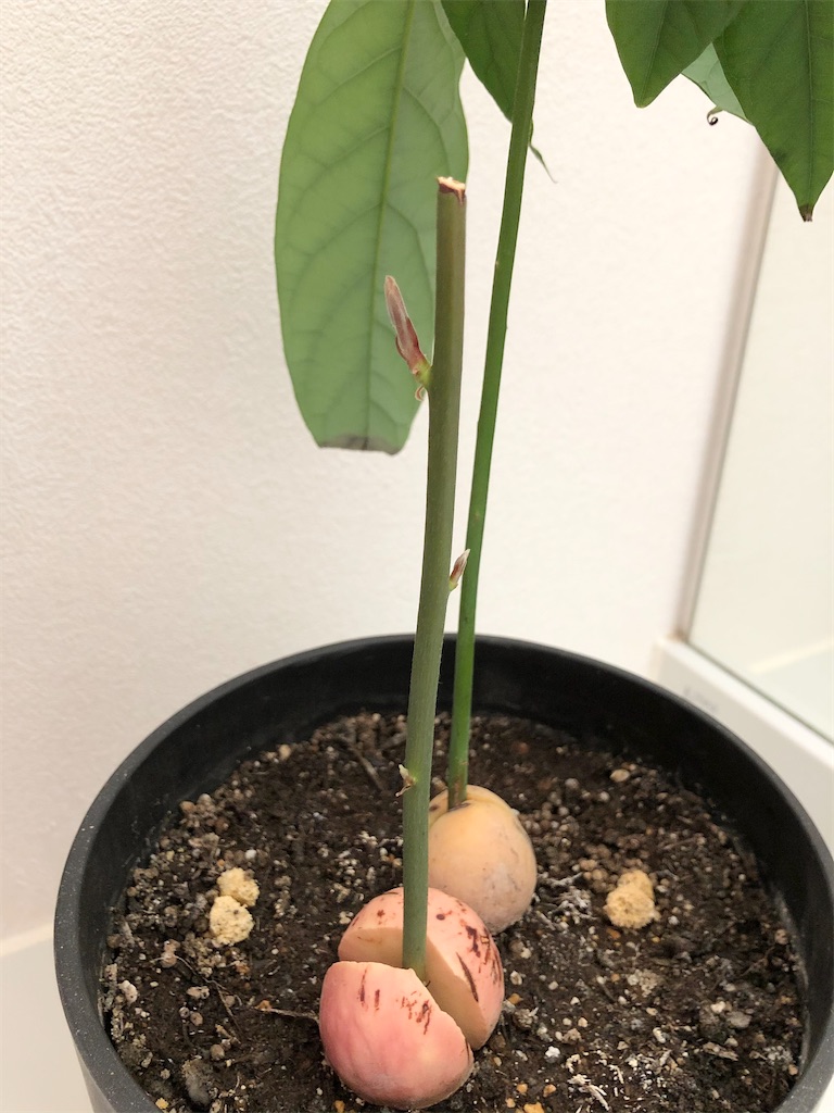 f:id:christmas_rose_2019:20210801210013j:plain
