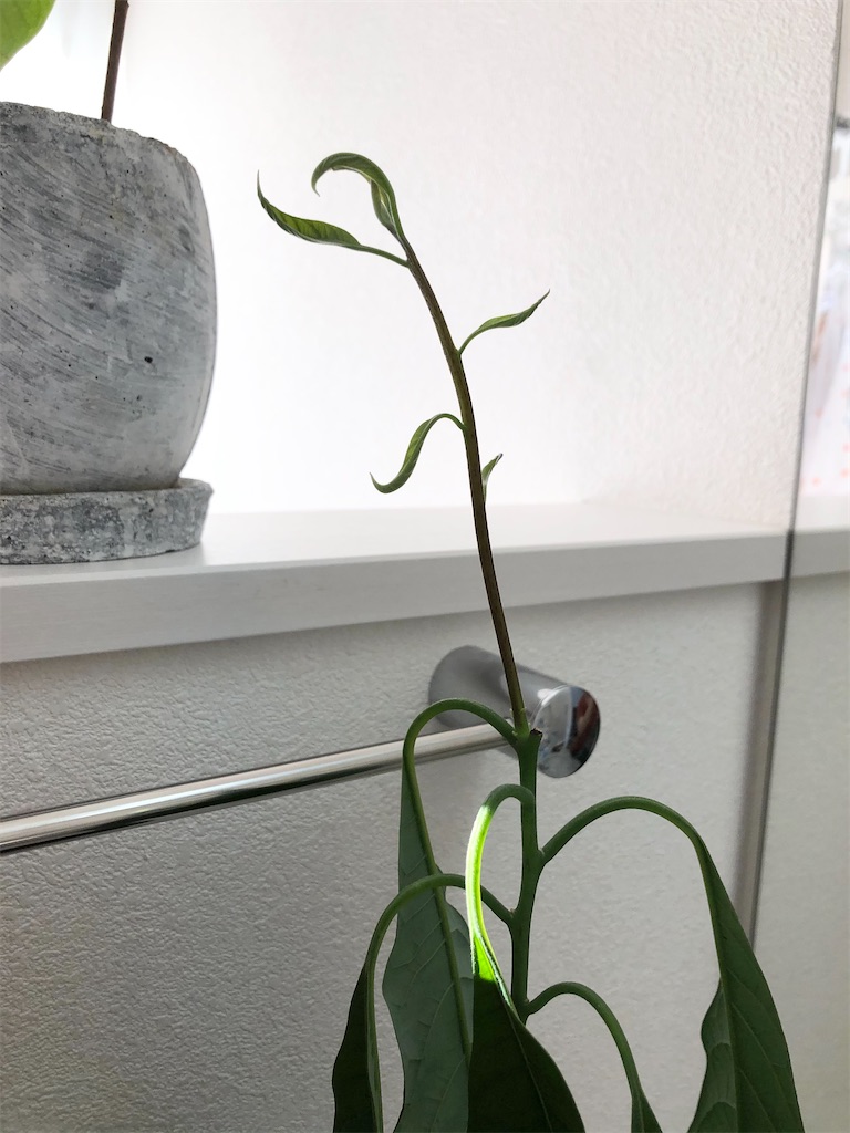 f:id:christmas_rose_2019:20210801210020j:plain