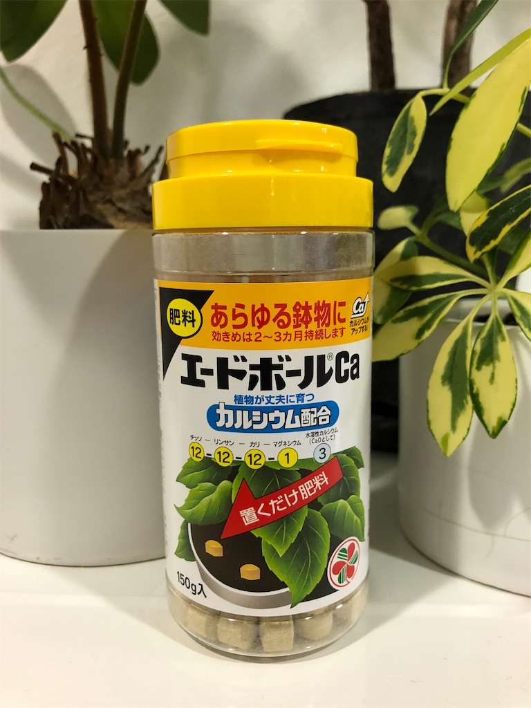 f:id:christmas_rose_2019:20210801212142j:plain