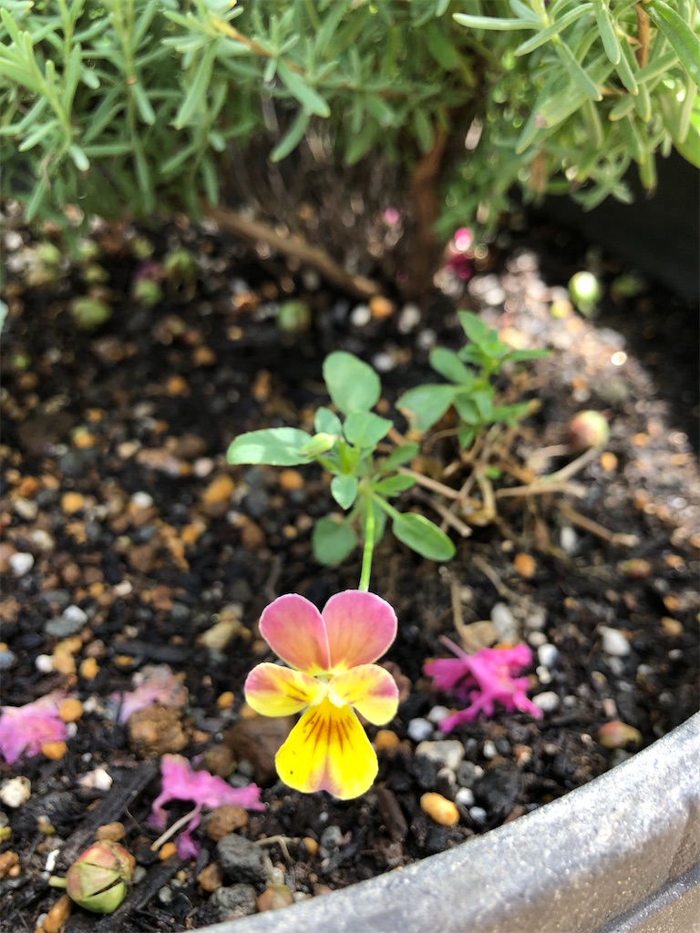 f:id:christmas_rose_2019:20210811190347j:plain