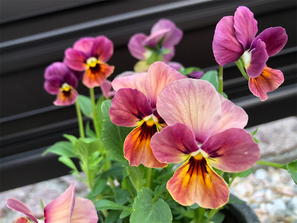 f:id:christmas_rose_2019:20210811190631j:plain