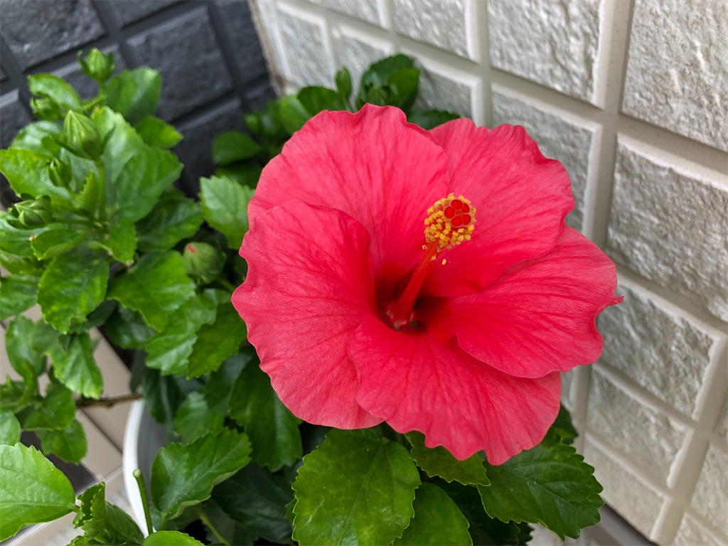 f:id:christmas_rose_2019:20210811203150j:plain