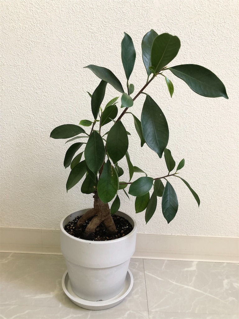 f:id:christmas_rose_2019:20210926102902j:plain