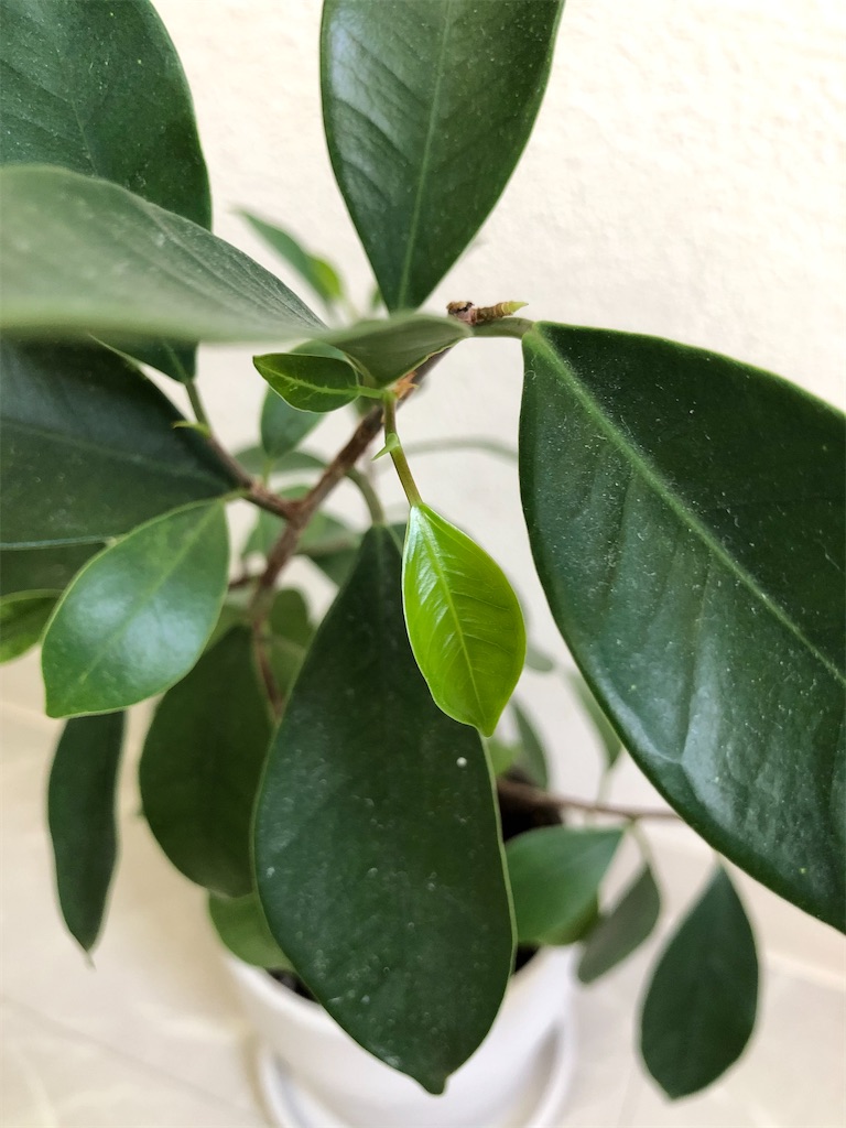 f:id:christmas_rose_2019:20210926103259j:plain