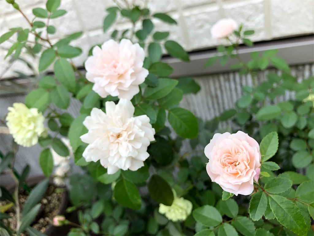 f:id:christmas_rose_2019:20210926103859j:plain