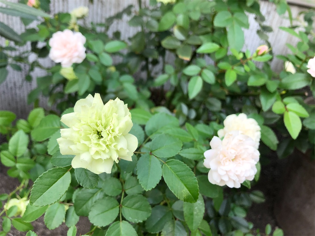 f:id:christmas_rose_2019:20210926103906j:plain