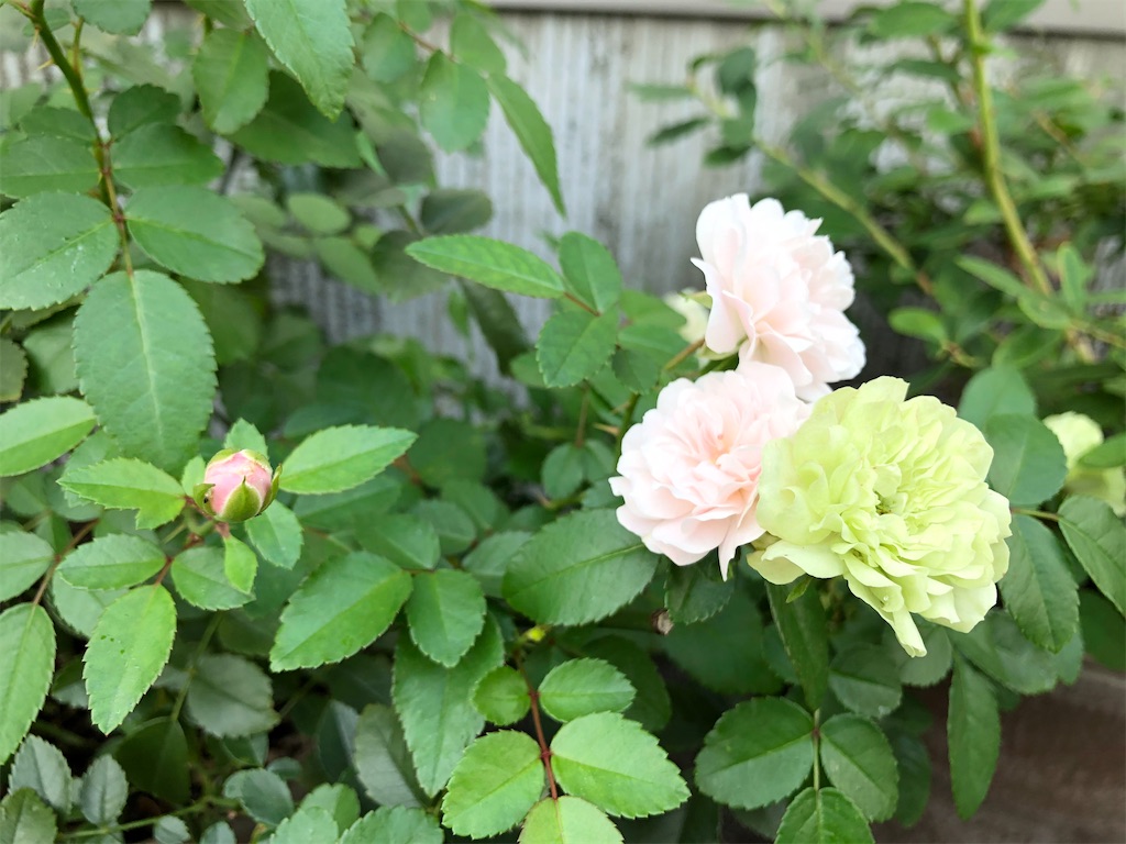f:id:christmas_rose_2019:20210926103909j:plain