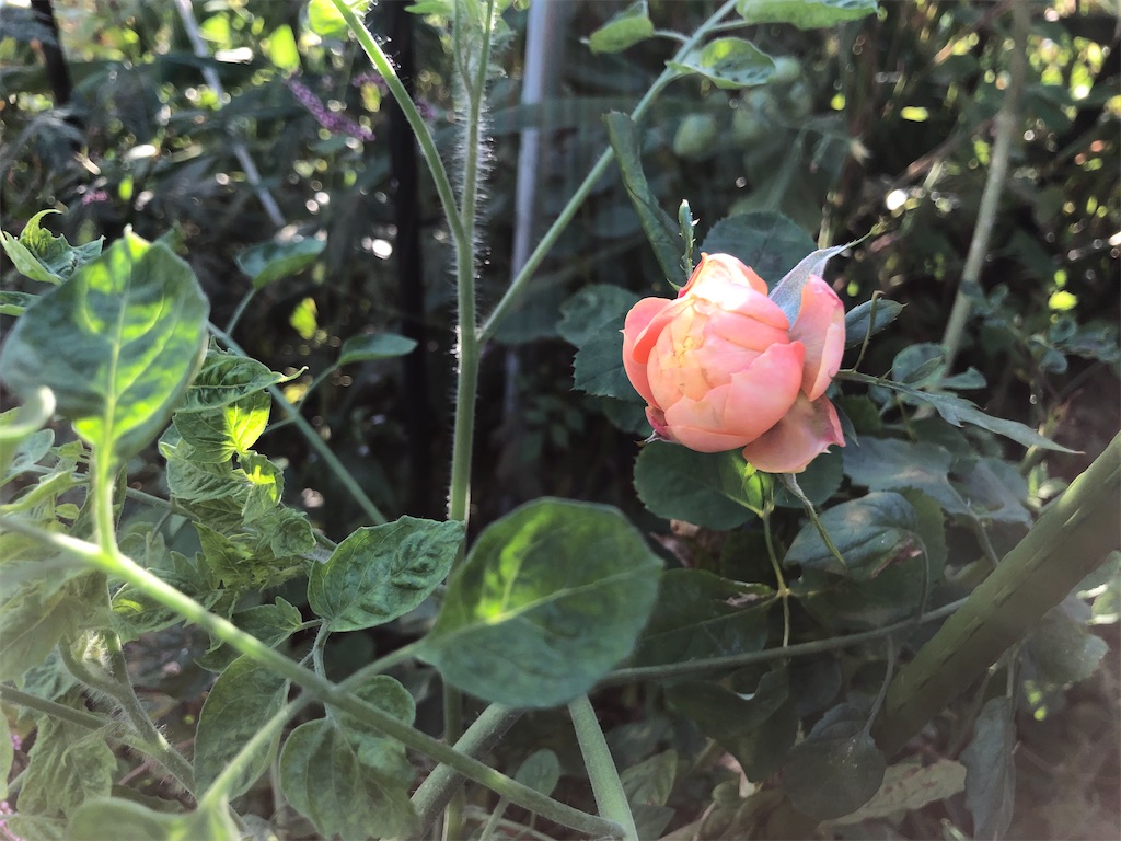 f:id:christmas_rose_2019:20211004083030j:plain