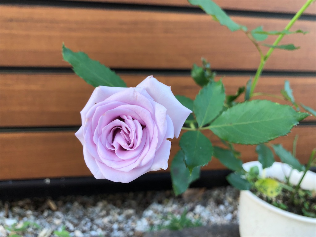 f:id:christmas_rose_2019:20211004083032j:plain
