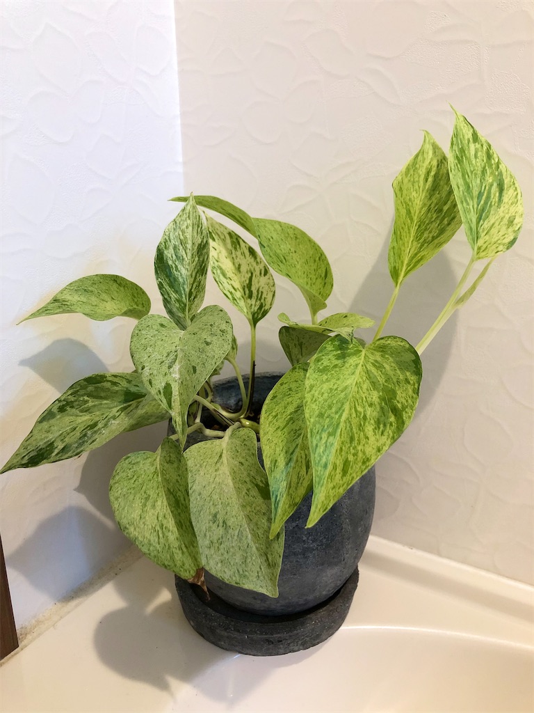 f:id:christmas_rose_2019:20211004170656j:plain