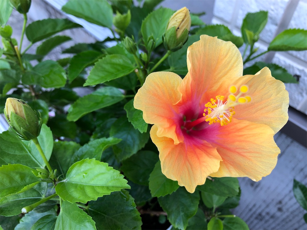 f:id:christmas_rose_2019:20211009014500j:plain