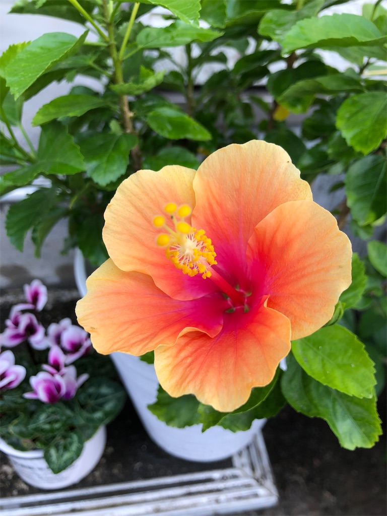 f:id:christmas_rose_2019:20211009014503j:plain