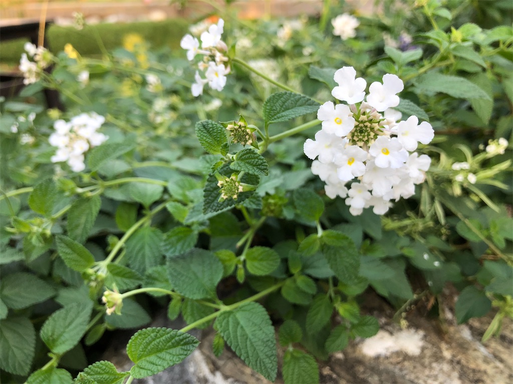 f:id:christmas_rose_2019:20211009074044j:plain