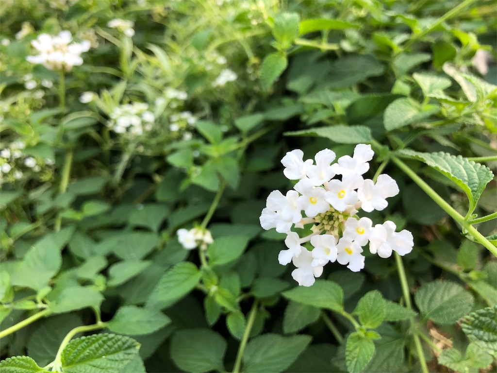 f:id:christmas_rose_2019:20211009074048j:plain