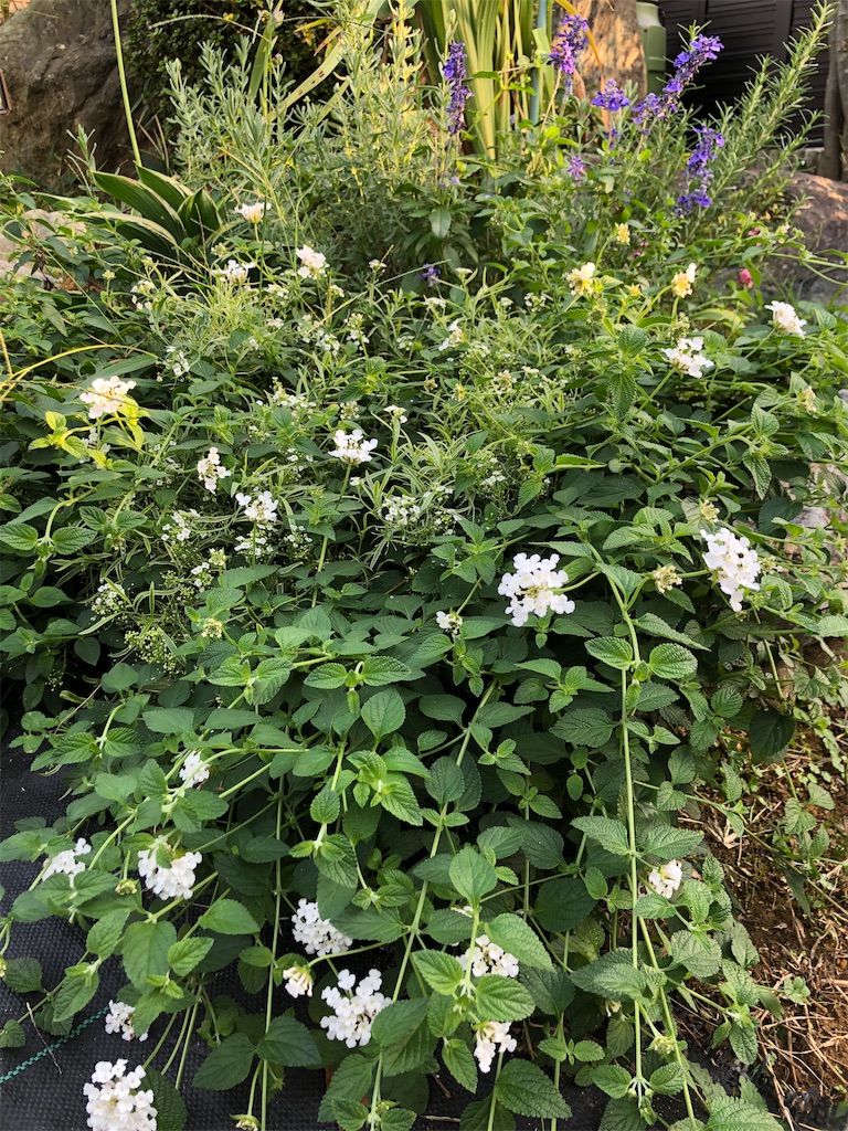 f:id:christmas_rose_2019:20211009074157j:plain
