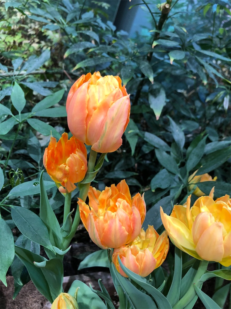 f:id:christmas_rose_2019:20211010190647j:plain