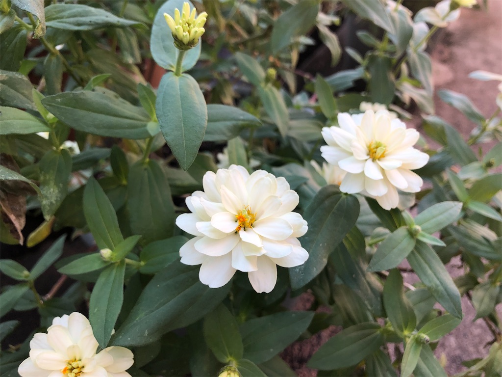 f:id:christmas_rose_2019:20211011124608j:plain