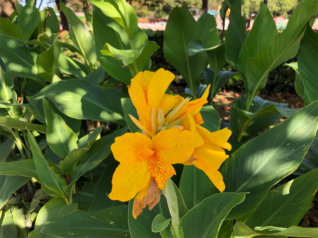 f:id:christmas_rose_2019:20211011124612j:plain