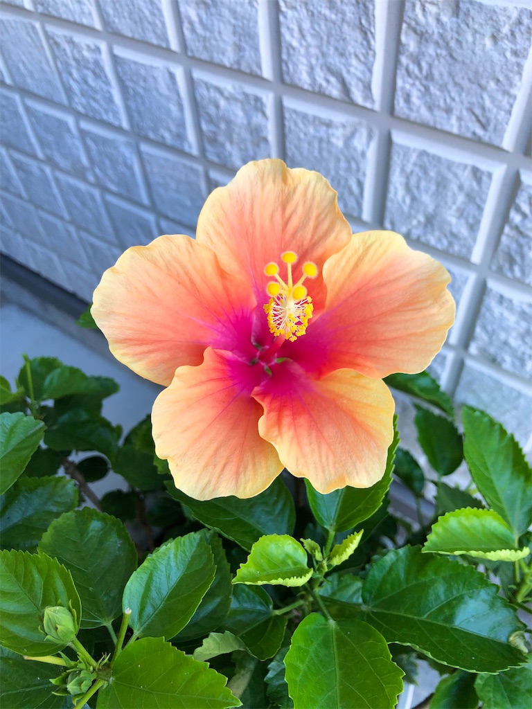 f:id:christmas_rose_2019:20211012023029j:plain