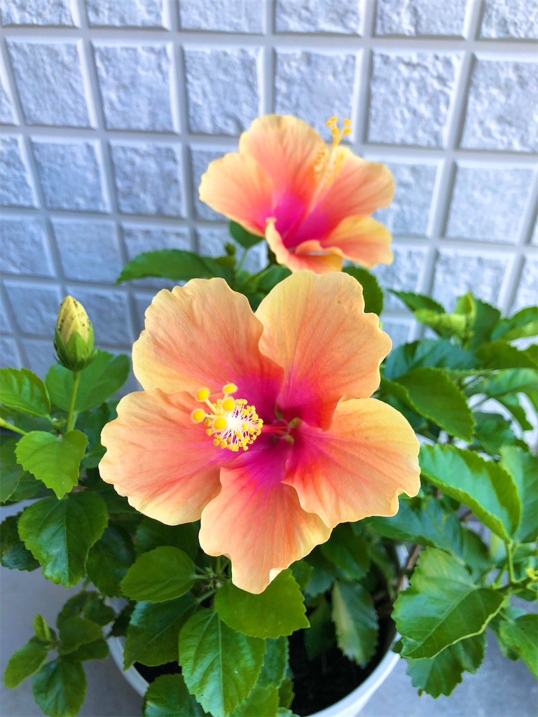 f:id:christmas_rose_2019:20211012023033j:plain