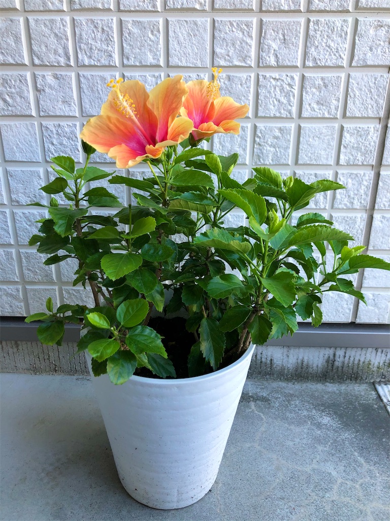 f:id:christmas_rose_2019:20211012023303j:plain