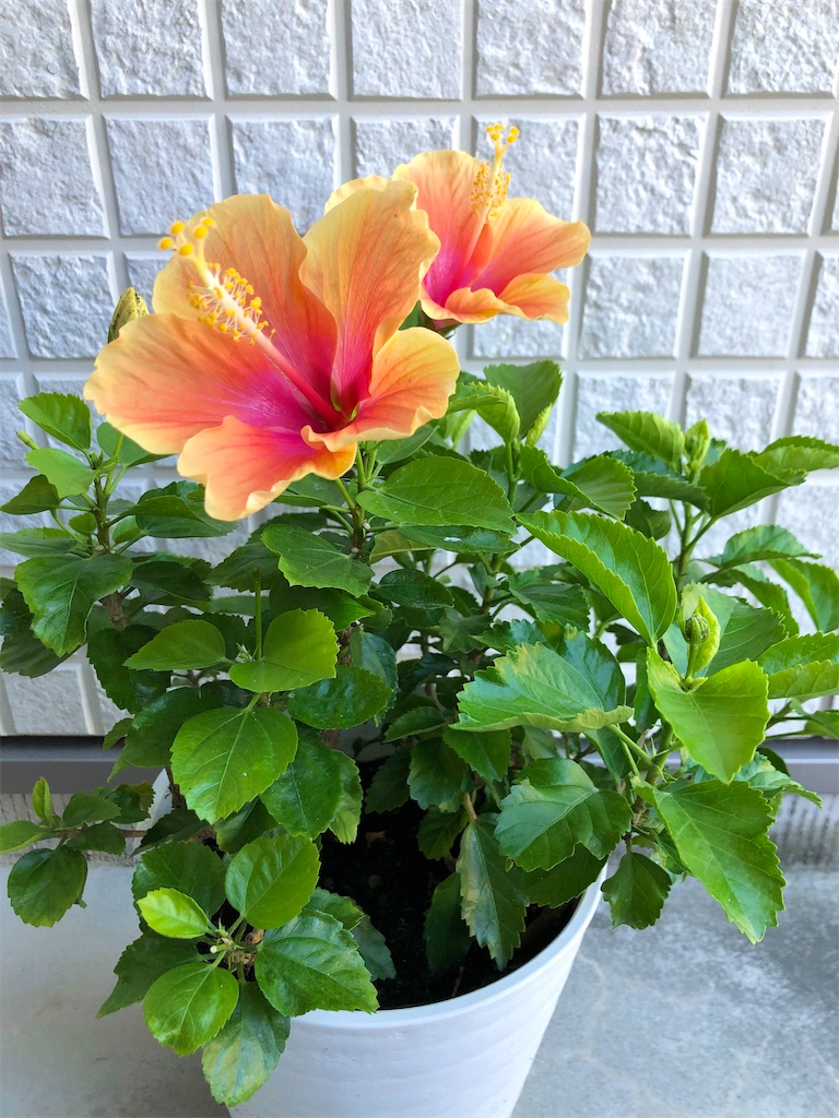 f:id:christmas_rose_2019:20211012023307j:plain