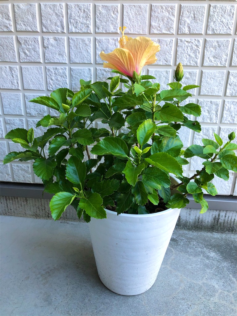 f:id:christmas_rose_2019:20211012023311j:plain