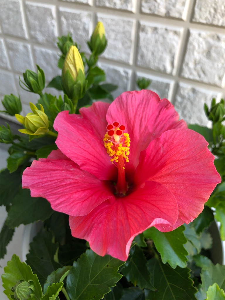 f:id:christmas_rose_2019:20211012062256j:plain