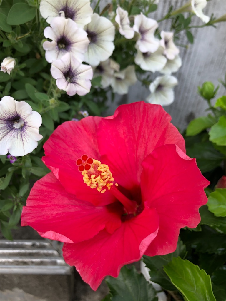 f:id:christmas_rose_2019:20211012062303j:plain