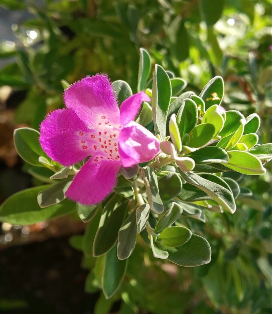 f:id:christmas_rose_2019:20211012062548j:plain