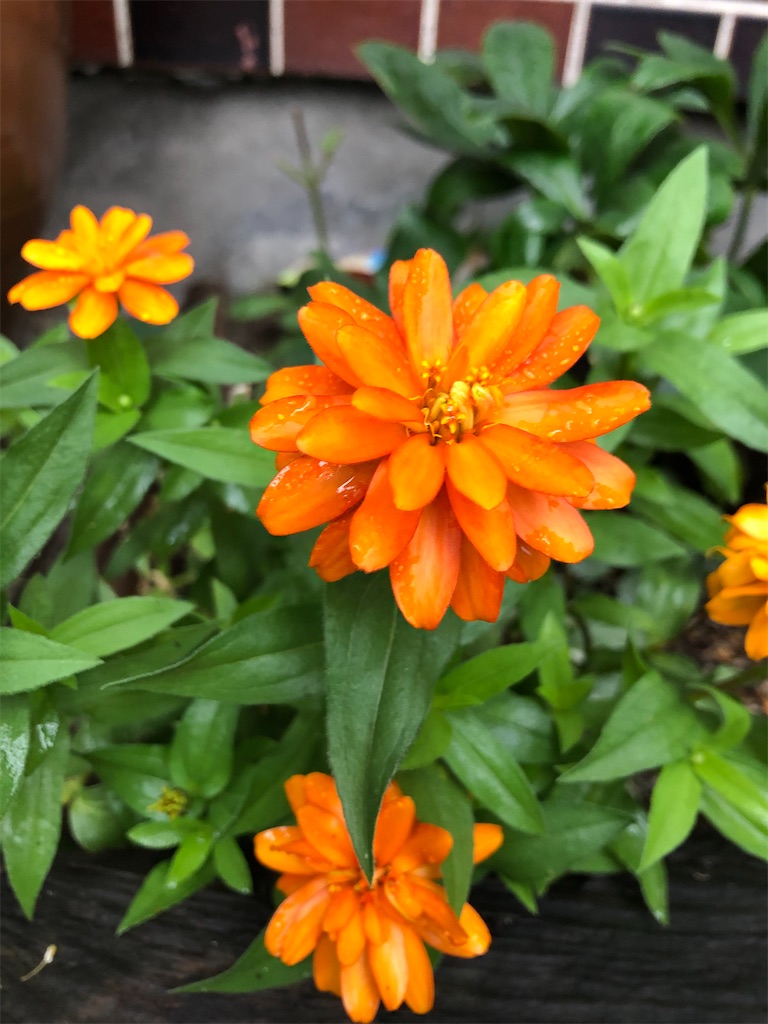 f:id:christmas_rose_2019:20211013065109j:plain