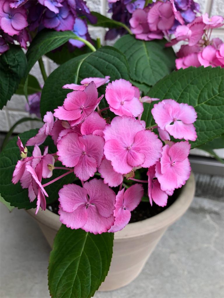 f:id:christmas_rose_2019:20211013065738j:plain