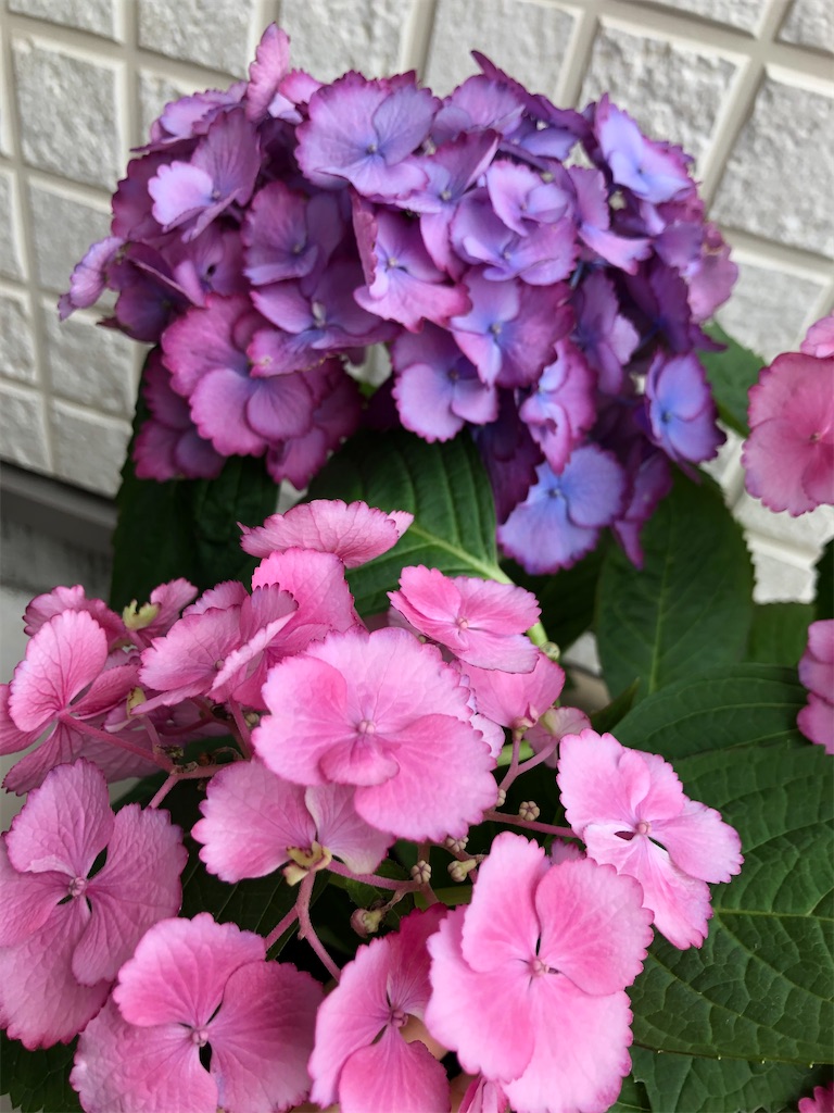 f:id:christmas_rose_2019:20211013065741j:plain