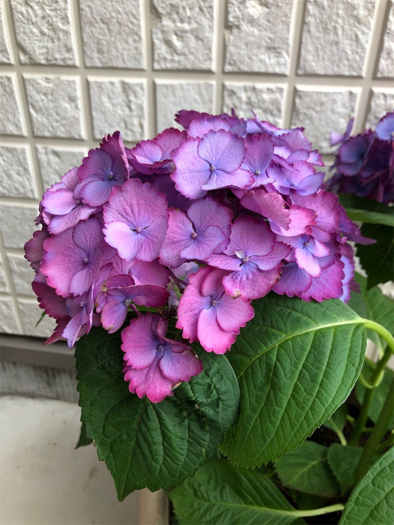 f:id:christmas_rose_2019:20211013065744j:plain